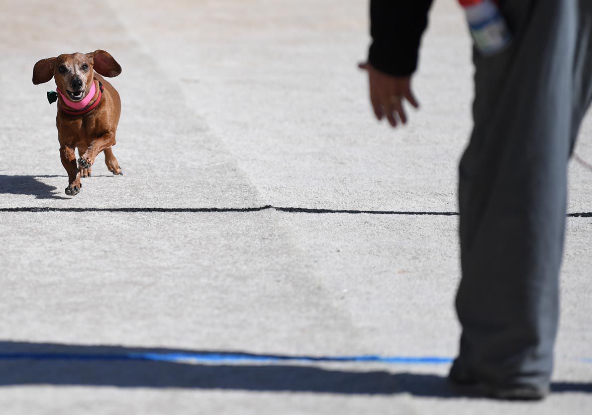 Weiner Fest 2017 3.jpg